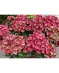Hydrangea macrophylla Rebelion® Choco Love